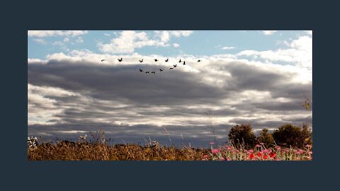 Flowers and Sparrows